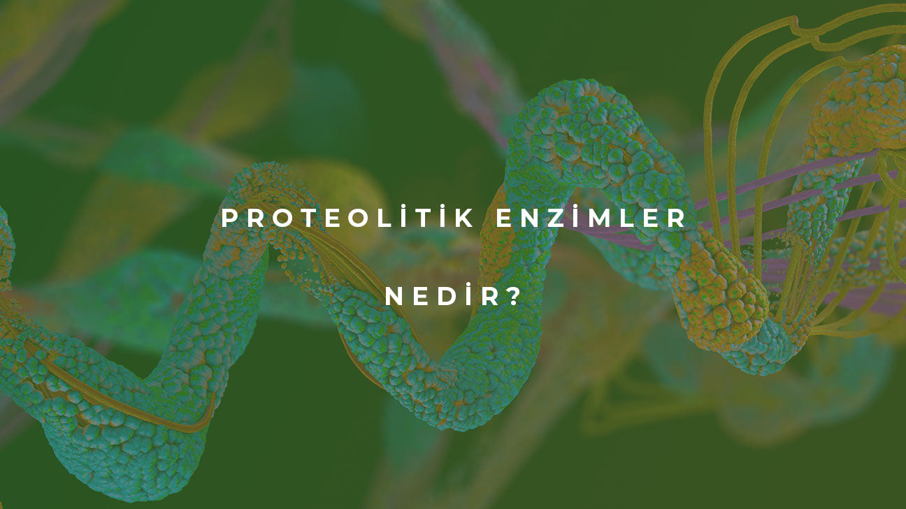Proteolitik Enzimler Nedir?